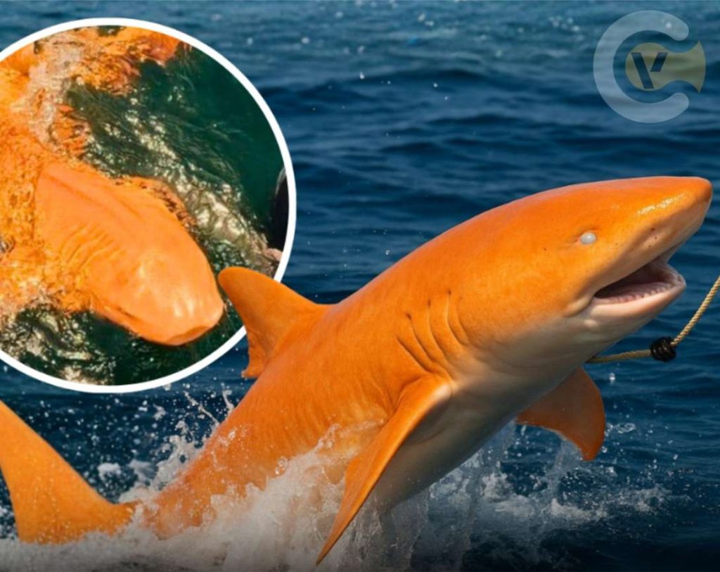 O Primeiro Tubão Laranja do planeta é descoberto na Costa Rica.