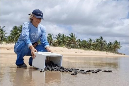 Temporada de tartarugas no Sul da Bahia atinge marca de 9,4 mil filhotes no primeiro bimestre do ano