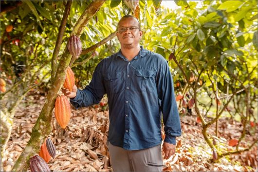 Pesquisadores criam referência inédita para manejo de micronutrientes no cacau do Sul da Bahia